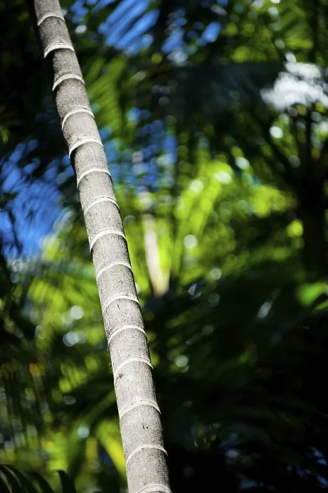 Gerahmter Druck : Stamm einer Palme, Palme Gerahmter Druck : Stamm einer Palme, Palme