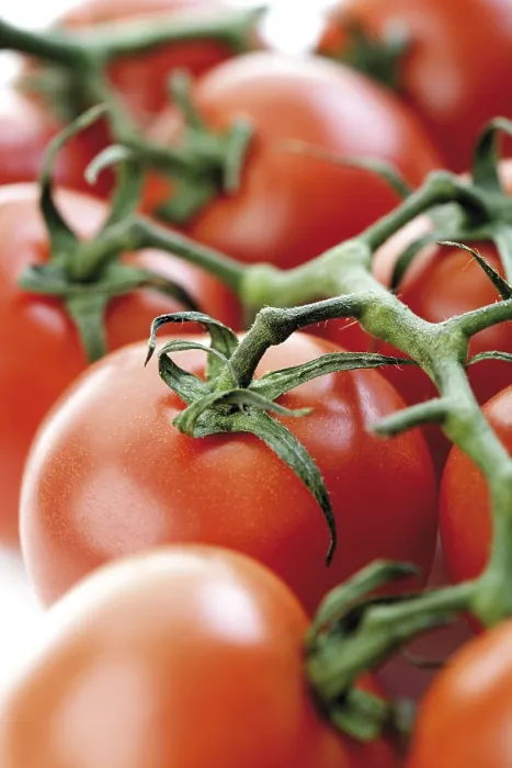 Gerahmter Druck : Tomatenbündel Gerahmter Druck : Tomatenbündel
