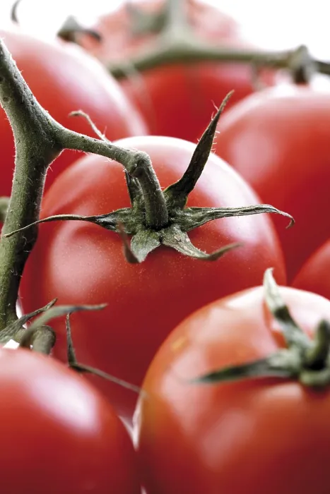 Gerahmter Druck : Tomatenbündel Gerahmter Druck : Tomatenbündel
