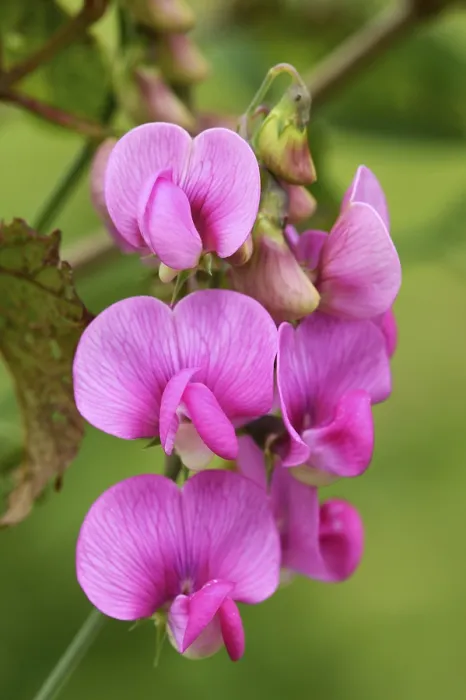 Gerahmter Druck : Tuberkulöser Erbse (Lathyrus tuberosus) Gerahmter Druck : Tuberkulöser Erbse (Lathyrus tuberosus)