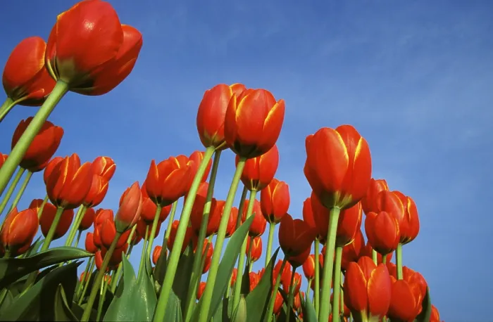 Gerahmter Druck : Tulip Gerahmter Druck : Tulip
