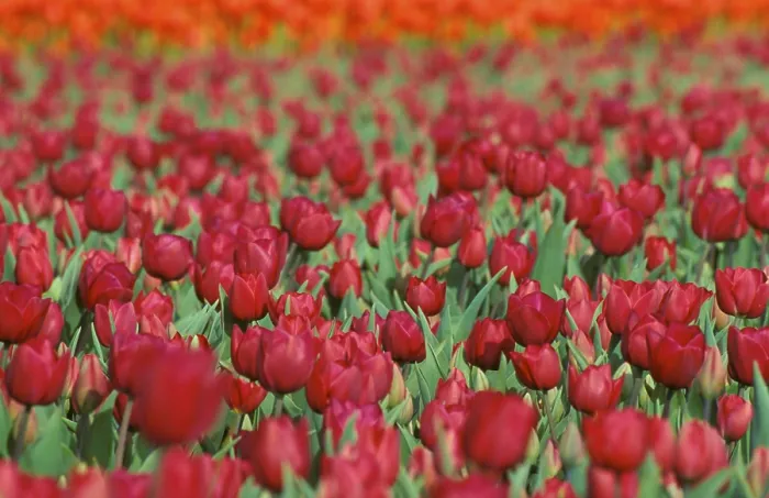 Gerahmter Druck : Tulip Gerahmter Druck : Tulip