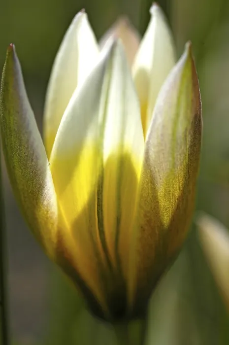 Gerahmter Druck : Tulip Gerahmter Druck : Tulip