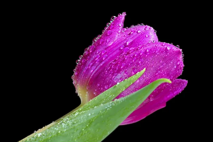 Gerahmter Druck : Tulip Gerahmter Druck : Tulip