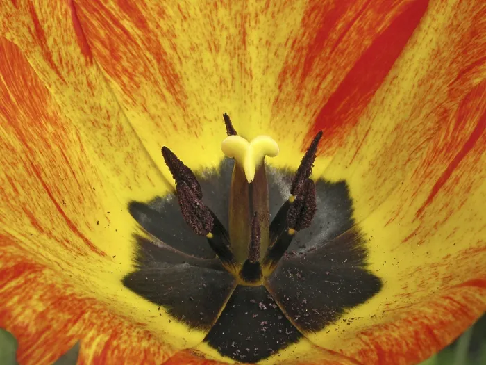 Gerahmter Druck : Tulpen-Detail Gerahmter Druck : Tulpen-Detail