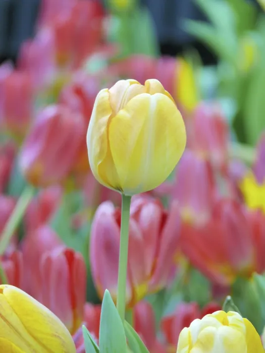 Gerahmter Druck : Tulip Gerahmter Druck : Tulip