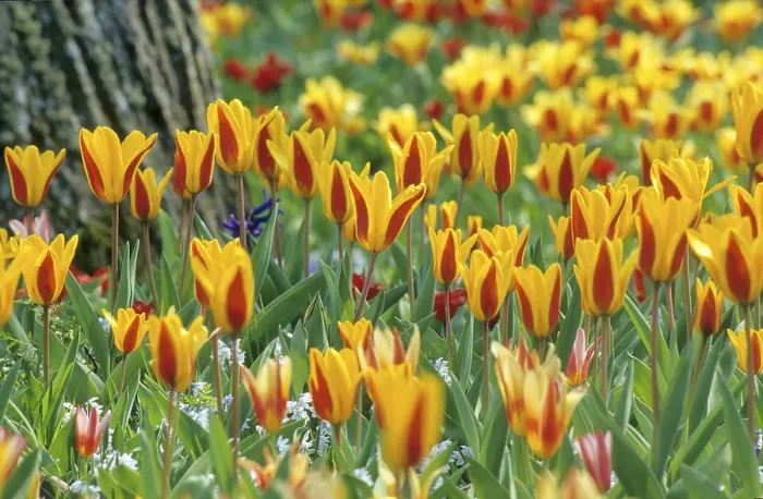 Gerahmter Druck : Tulpenbeet im Frühling Gerahmter Druck : Tulpenbeet im Frühling
