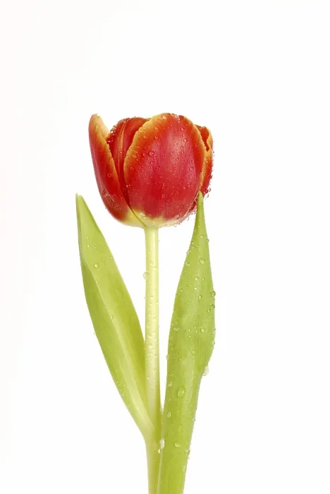 Gerahmter Druck : Tulpe mit Tropfen Wasser.