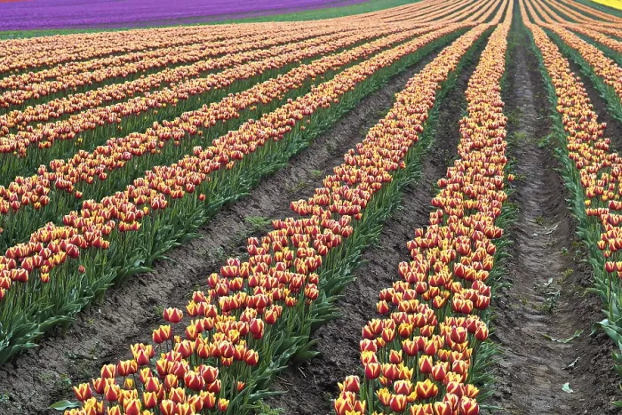 Gerahmter Druck : Tulpenfeld im Frühling. Gerahmter Druck : Tulpenfeld im Frühling.