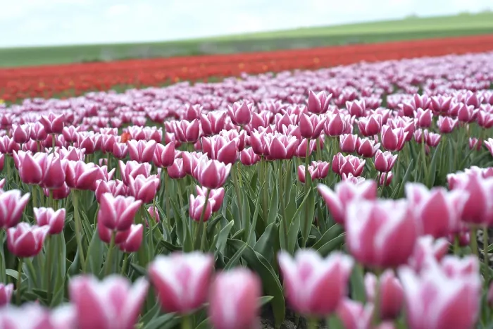 Gerahmter Druck : Tulpenfeld im Frühling. Gerahmter Druck : Tulpenfeld im Frühling.