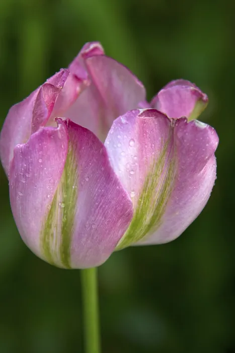 Gerahmter Druck : Tulpenbecher mit Regentropfen. Gerahmter Druck : Tulpenbecher mit Regentropfen.