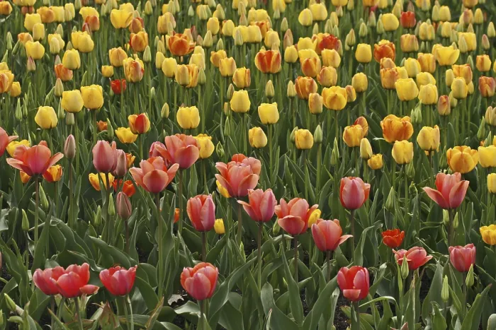 Gerahmter Druck : Tulpen-Mischung Gerahmter Druck : Tulpen-Mischung