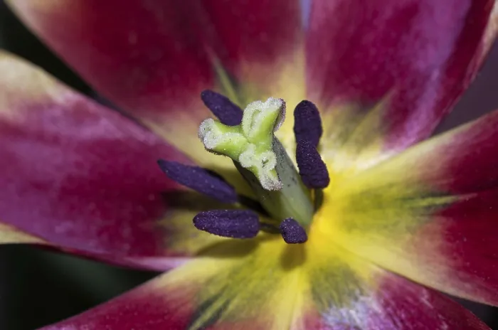 Gerahmter Druck : Tulpen öffnen. Gerahmter Druck : Tulpen öffnen.