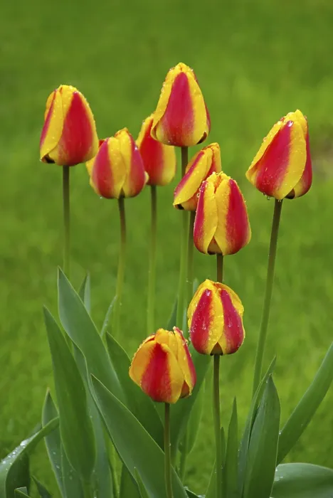 Gerahmter Druck : Tulpe, tulpe. Gerahmter Druck : Tulpe, tulpe.