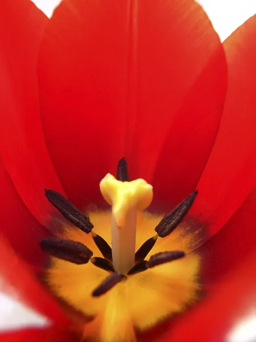 Gerahmter Druck : Tulpe, tulpe. Gerahmter Druck : Tulpe, tulpe.