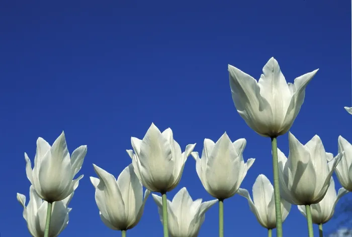 Gerahmter Druck : Tulpe Tulipa Gerahmter Druck : Tulpe Tulipa