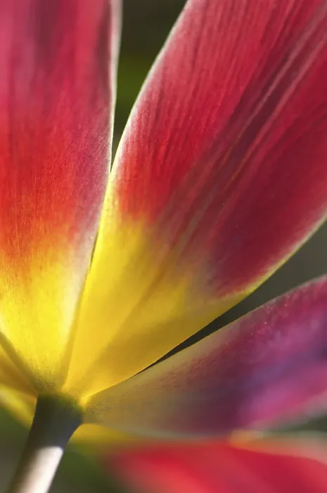 Gerahmter Druck : Tulpen Tulipa Gerahmter Druck : Tulpen Tulipa