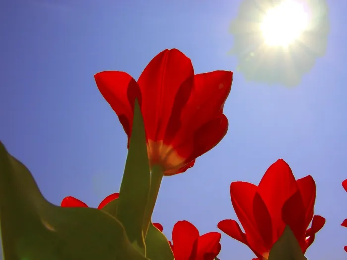Gerahmter Druck : Tulpe Tulipa Gerahmter Druck : Tulpe Tulipa