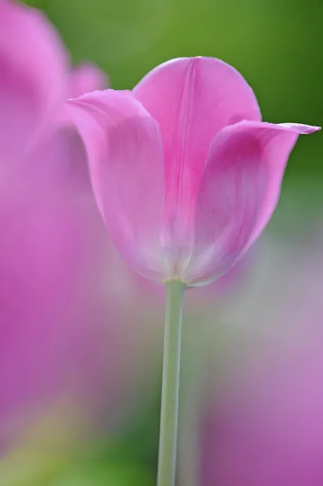 Gerahmter Druck : Tulpe (Tulipa) Gerahmter Druck : Tulpe (Tulipa)