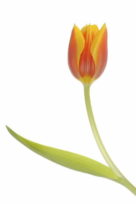 Gerahmter Druck : Tulpe (Tulipa) Gerahmter Druck : Tulpe (Tulipa)