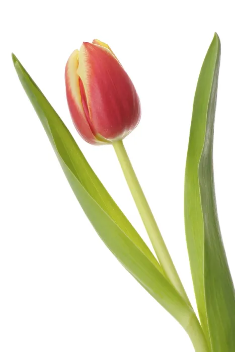 Gerahmter Druck : Tulpe (Tulipa) Gerahmter Druck : Tulpe (Tulipa)