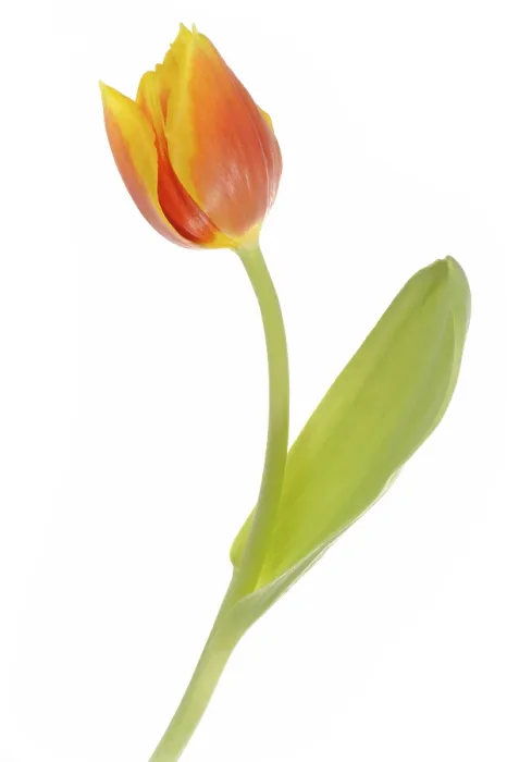 Gerahmter Druck : Tulpe (Tulipa) Gerahmter Druck : Tulpe (Tulipa)