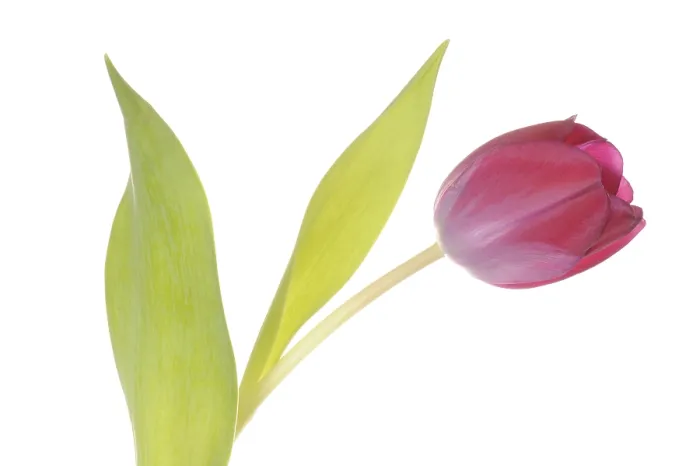 Gerahmter Druck : Tulpe (Tulipa) Gerahmter Druck : Tulpe (Tulipa)