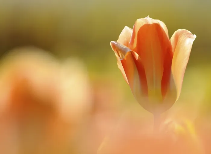 Gerahmter Druck : Tulpe (Tulipa) Gerahmter Druck : Tulpe (Tulipa)