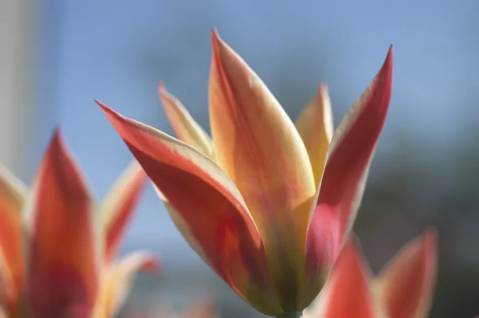 Gerahmter Druck : Tulpe Tulipa Gerahmter Druck : Tulpe Tulipa