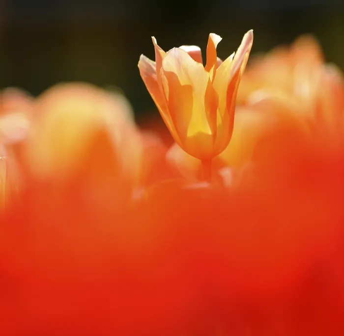 Gerahmter Druck : Tulpe (Tulipa) Gerahmter Druck : Tulpe (Tulipa)