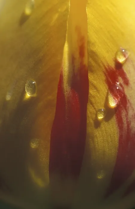Gerahmter Druck : Tulpe Tulipa Gerahmter Druck : Tulpe Tulipa