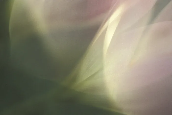 Gerahmter Druck : Tulpe Tulipa Gerahmter Druck : Tulpe Tulipa