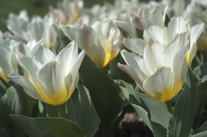 Gerahmter Druck : Tulpe Tulipa Gerahmter Druck : Tulpe Tulipa