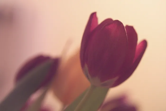 Gerahmter Druck : Tulpen Tulipa Gerahmter Druck : Tulpen Tulipa