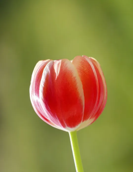 Gerahmter Druck : Tulpe (Tulipa) Gerahmter Druck : Tulpe (Tulipa)