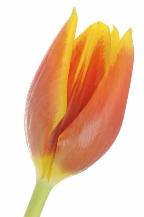 Gerahmter Druck : Tulpe (Tulipa) Gerahmter Druck : Tulpe (Tulipa)