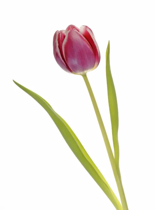 Gerahmter Druck : Tulpe (Tulipa) Gerahmter Druck : Tulpe (Tulipa)