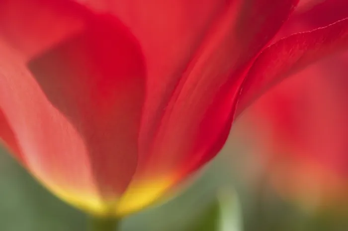 Gerahmter Druck : Tulpe Tulipa Gerahmter Druck : Tulpe Tulipa