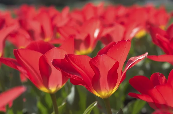 Gerahmter Druck : Tulpe Tulipa Gerahmter Druck : Tulpe Tulipa