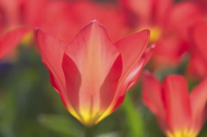 Gerahmter Druck : Tulpe Tulipa Gerahmter Druck : Tulpe Tulipa