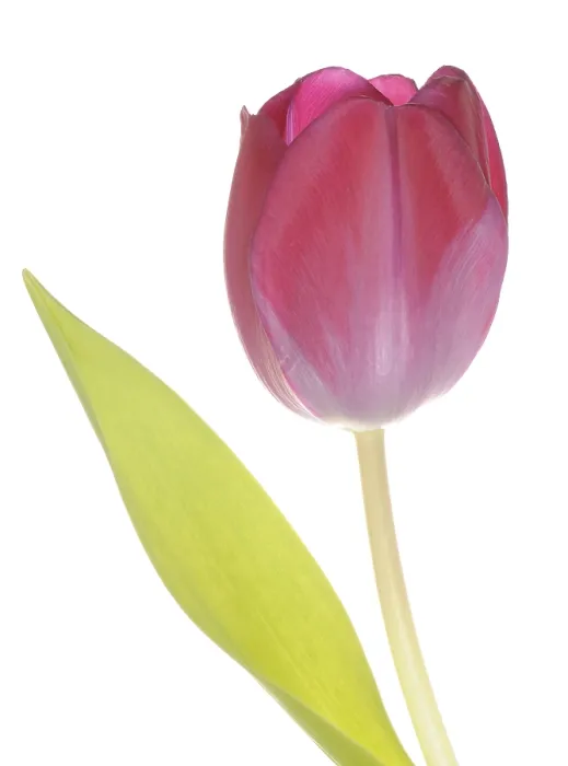 Gerahmter Druck : Tulpe (Tulipa) Gerahmter Druck : Tulpe (Tulipa)