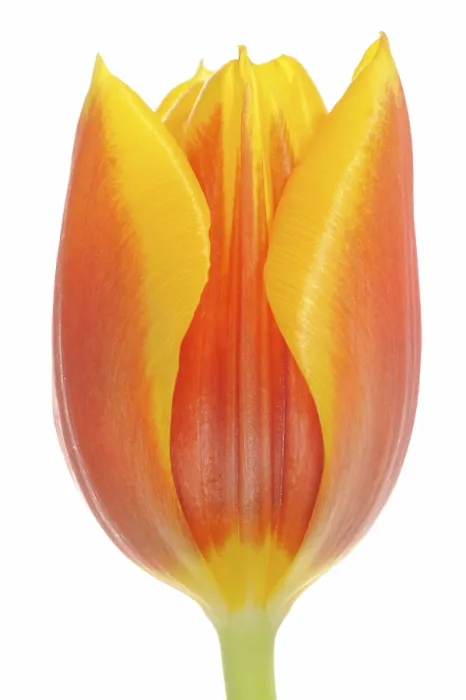Gerahmter Druck : Tulpe (Tulipa) Gerahmter Druck : Tulpe (Tulipa)