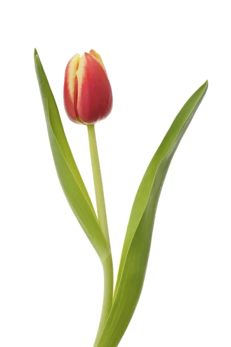 Gerahmter Druck : Tulpe (Tulipa) Gerahmter Druck : Tulpe (Tulipa)