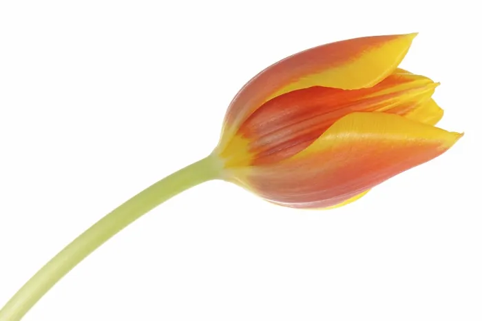 Gerahmter Druck : Tulpe (Tulipa) Gerahmter Druck : Tulpe (Tulipa)