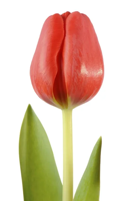 Gerahmter Druck : Tulpe (Tulipa) Gerahmter Druck : Tulpe (Tulipa)