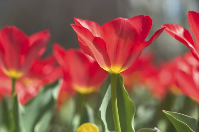 Gerahmter Druck : Tulpe Tulipa Gerahmter Druck : Tulpe Tulipa