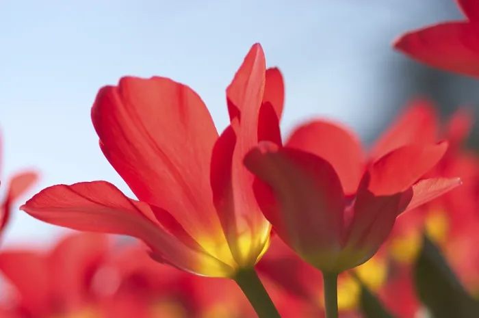 Gerahmter Druck : Tulpe Tulipa Gerahmter Druck : Tulpe Tulipa