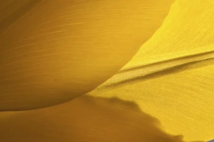 Gerahmter Druck : Tulpe Tulipa Gerahmter Druck : Tulpe Tulipa