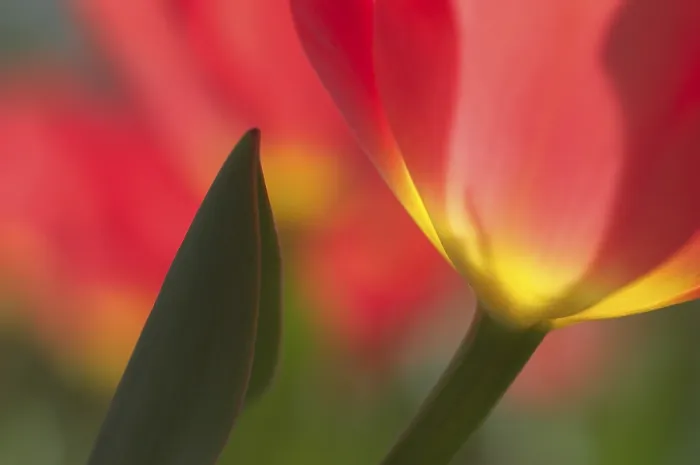 Gerahmter Druck : Tulpen Tulipa Gerahmter Druck : Tulpen Tulipa