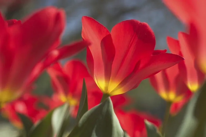 Gerahmter Druck : Tulpe Tulipa Gerahmter Druck : Tulpe Tulipa